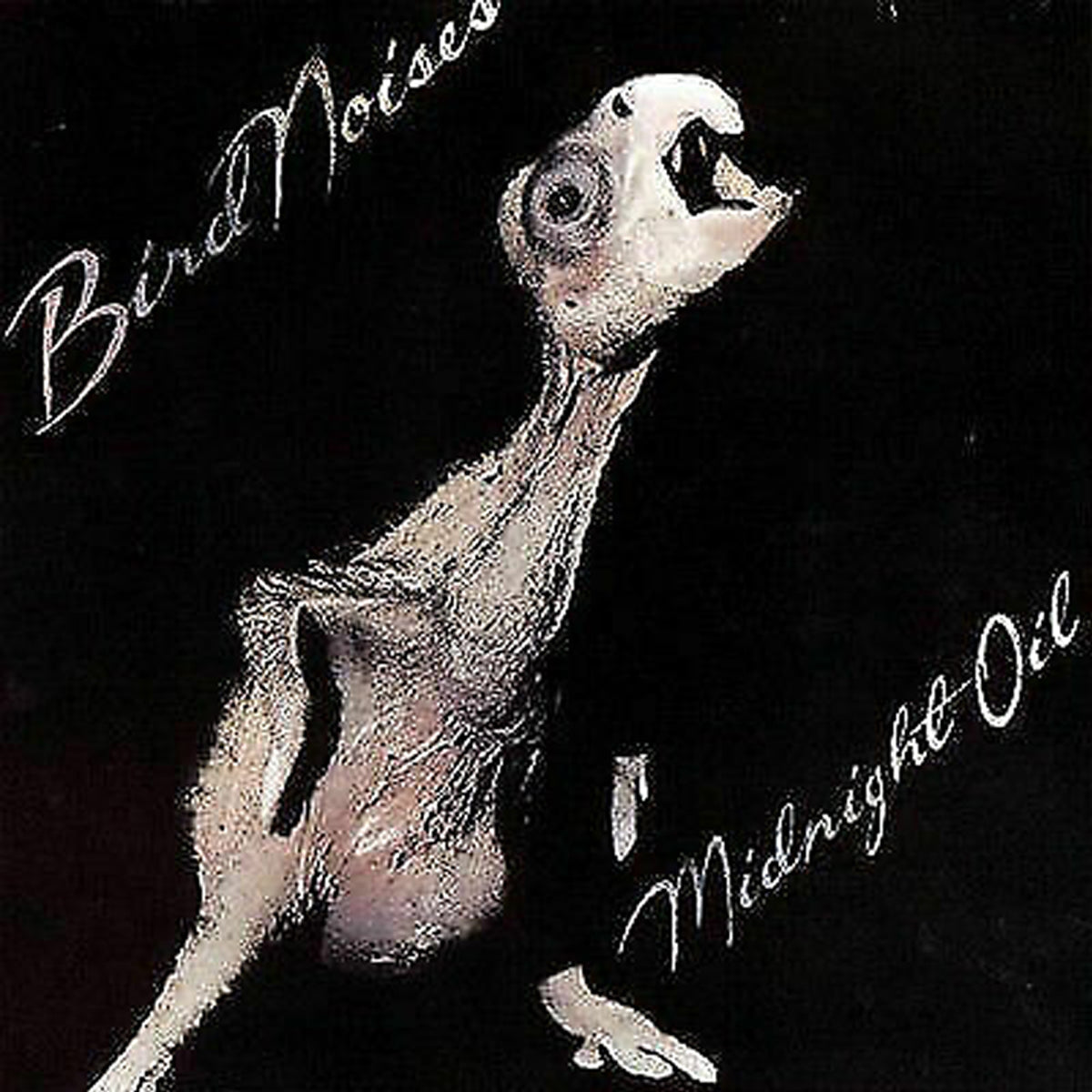 BIRD NOISES VINYL